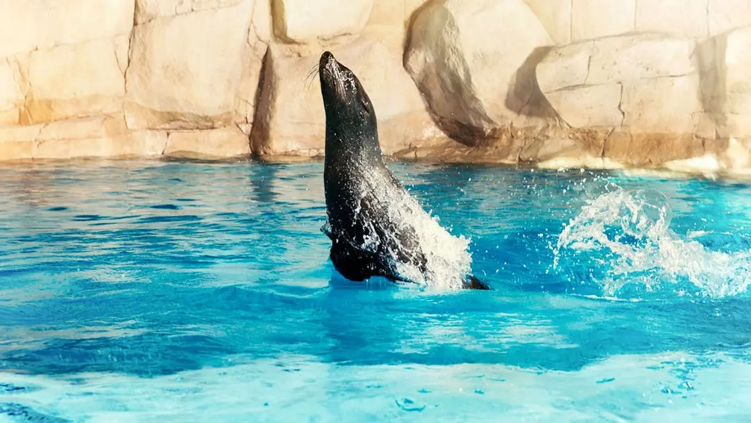 Sea Lion Experience Atlantis — photograph 2