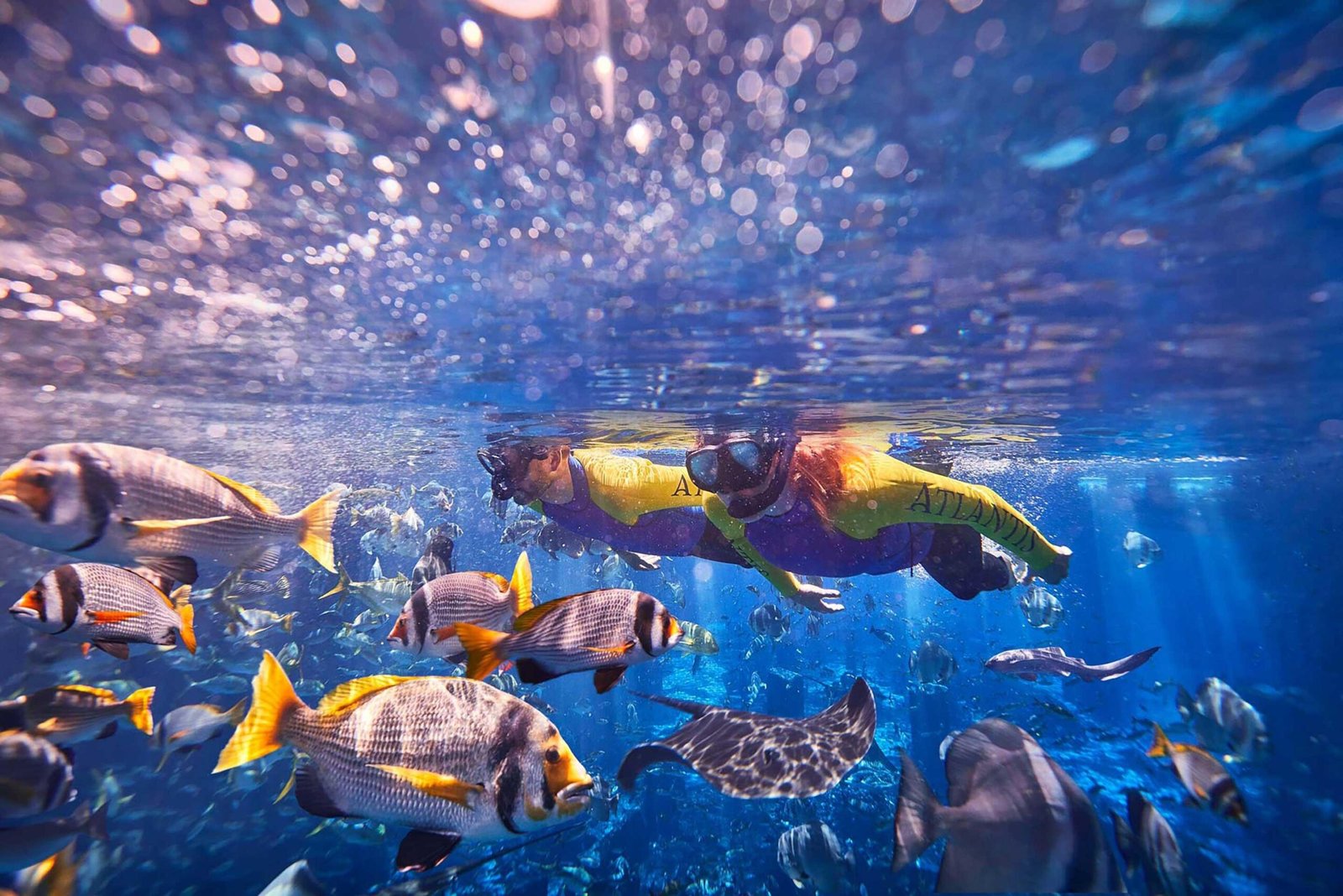 Ultimate Snorkel — photograph 4