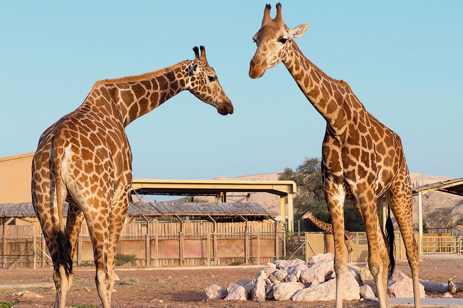 Al Ain Zoo — photograph 2