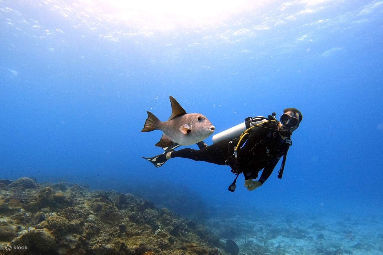 Scuba Diving Dubai — photograph 2