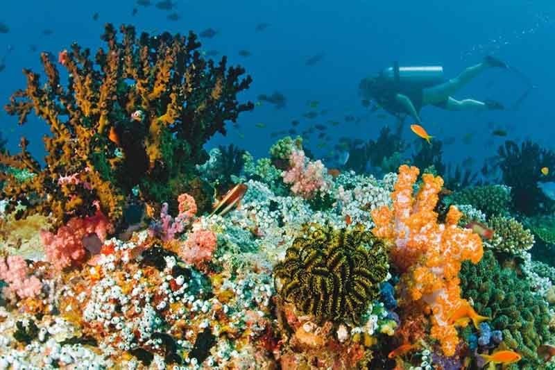 Fujairah Snorkelling