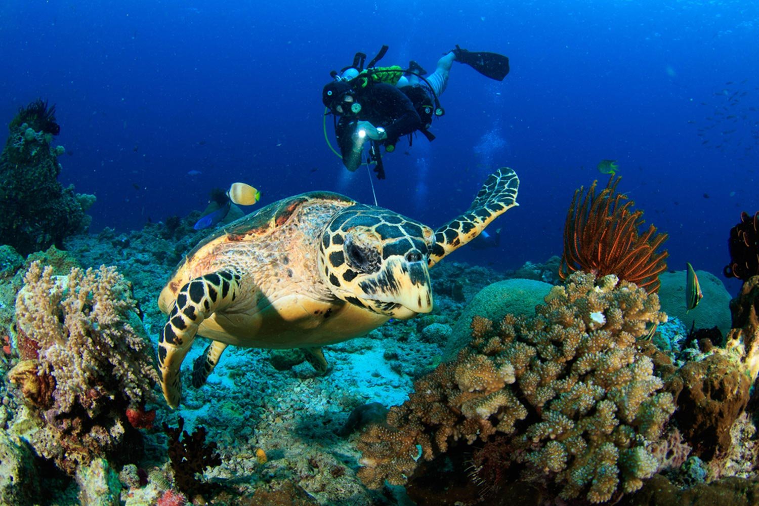 Fujairah Scuba Diving — photograph 3
