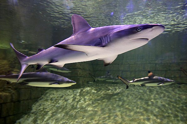 Sharjah Aquarium — photograph 3