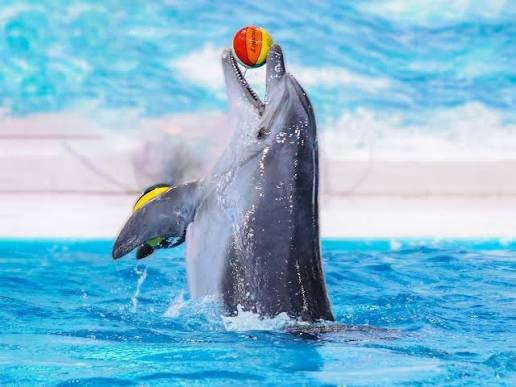 Dubai Dolphinarium — photograph 4