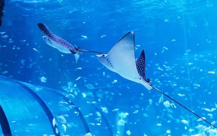 National Aquarium Abu Dhabi — photograph 2