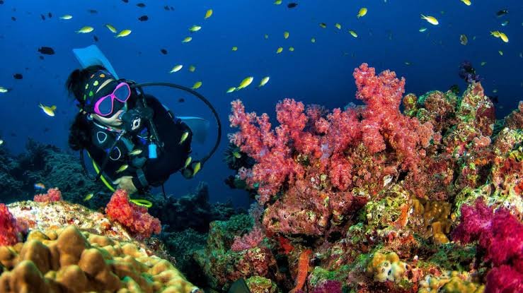 Fujairah Scuba Diving — photograph 4
