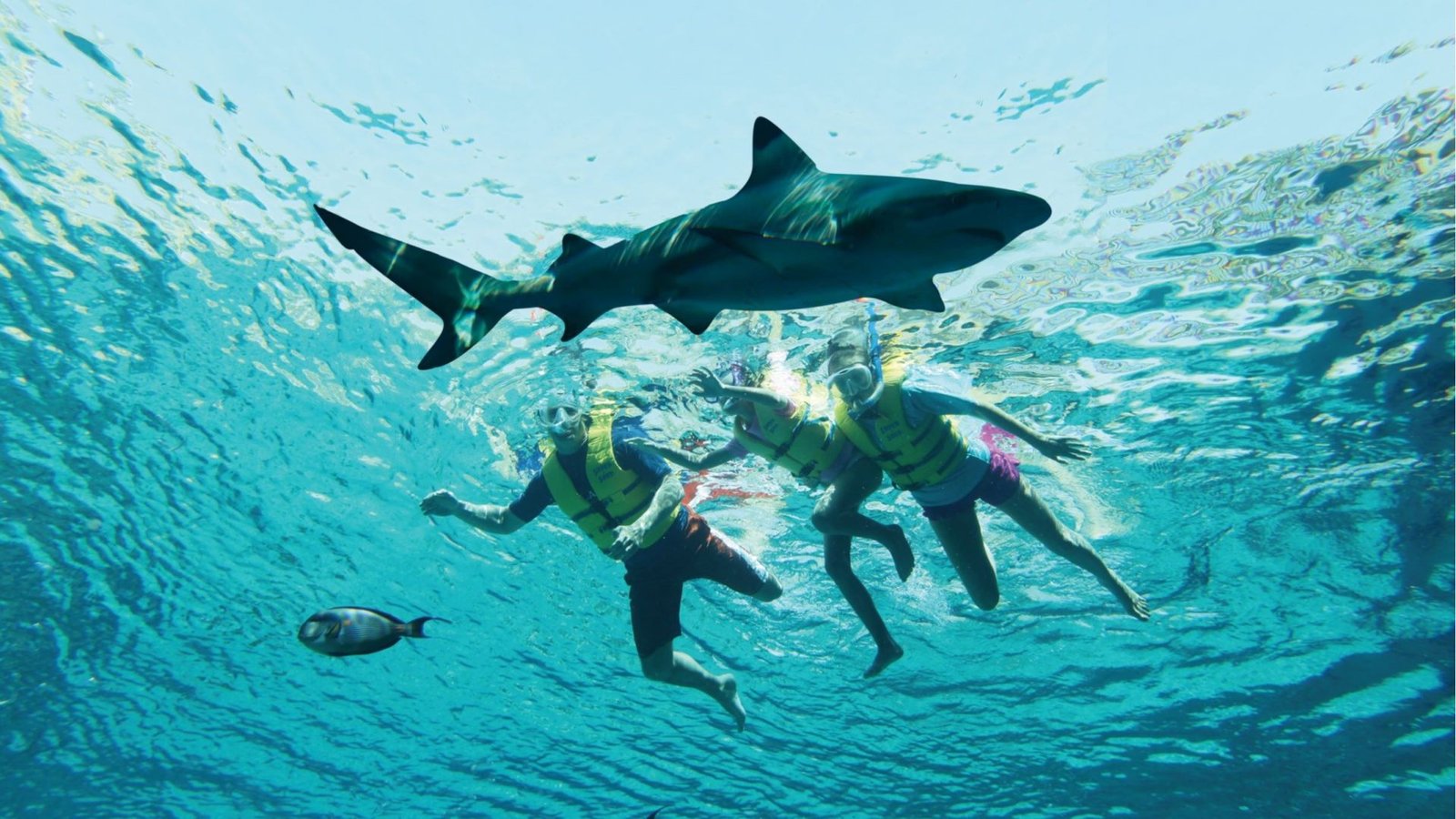 Ultimate Snorkel — photograph 2