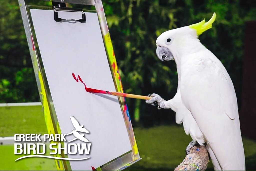 Creek Park Exotic Bird Show