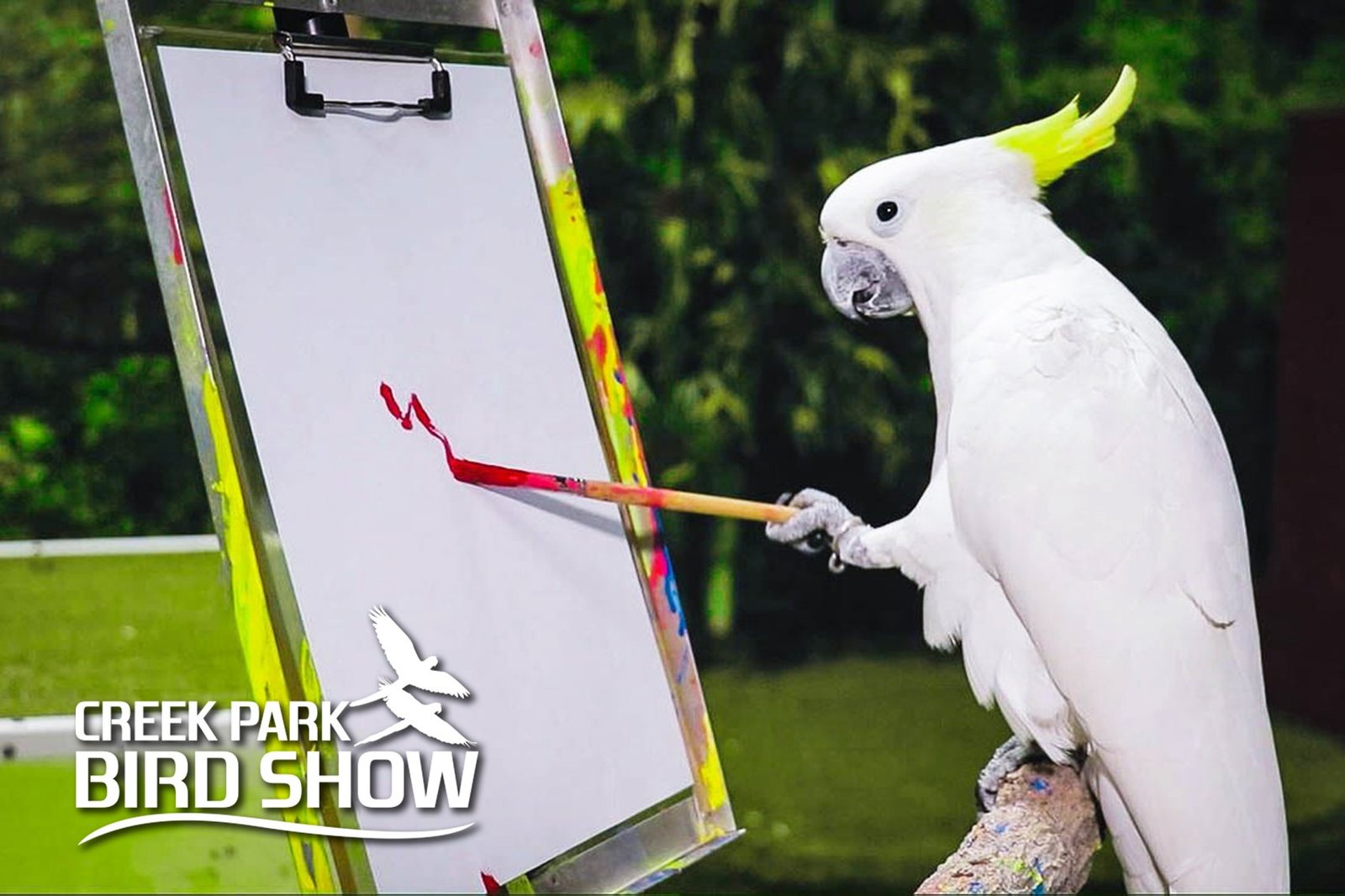 Creek Park Exotic Bird Show