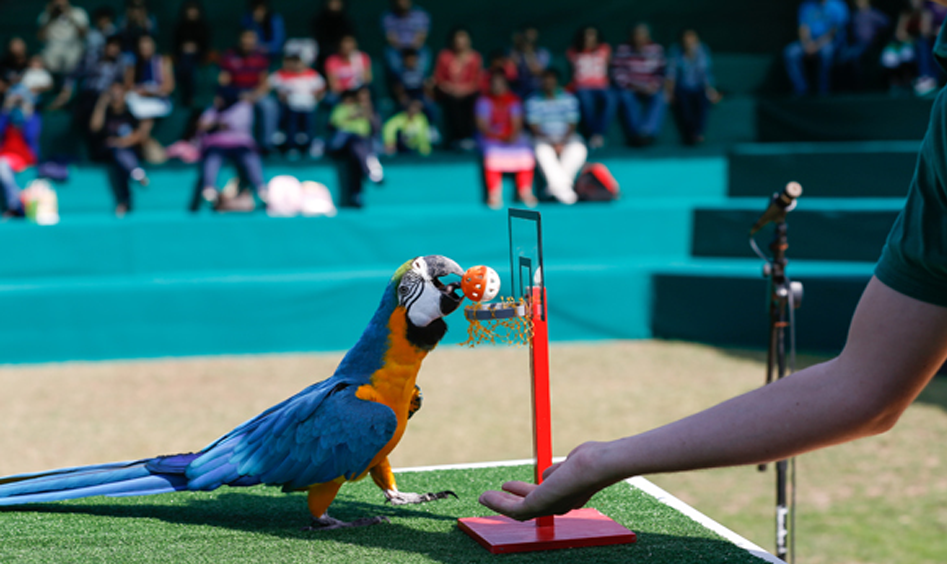 Creek Park Exotic Bird Show — photograph 4