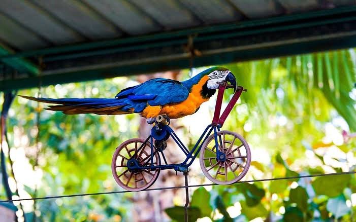 Creek Park Exotic Bird Show — photograph 5