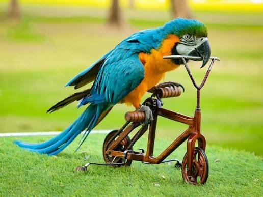 Creek Park Exotic Bird Show — photograph 2