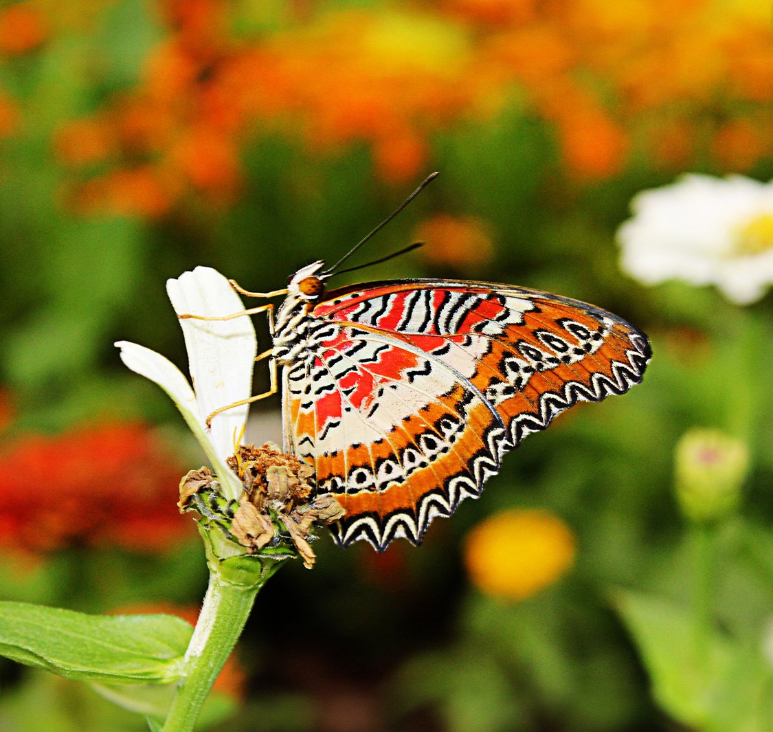 Butterfly Garden – Dubai — photograph 3